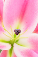 Image showing flower close-up