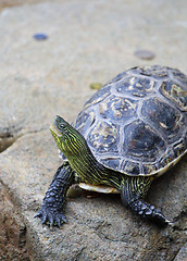 Image showing turtle