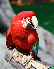 Image showing Red macaw