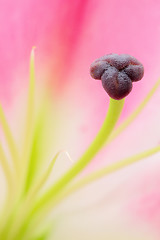 Image showing Pink lily flower