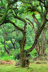 Image showing tree in forest