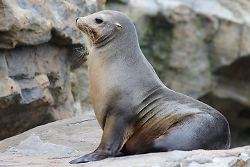 Image showing seal on rock