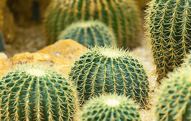 Image showing Cactus