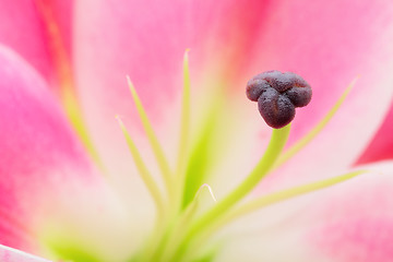 Image showing lily flower