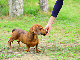 Image showing feeding dog