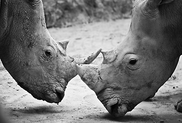 Image showing Rhino , black and white