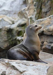 Image showing Sea Lion