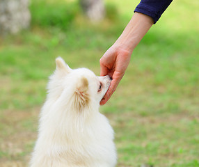 Image showing feeding dog