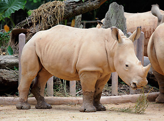 Image showing rhino