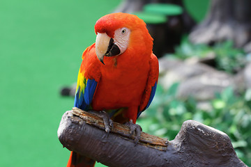 Image showing Red macaw