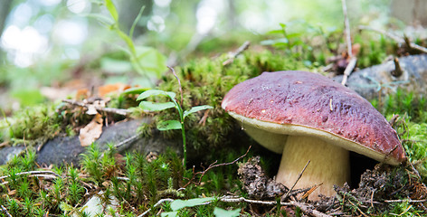 Image showing Boletus edulis mushroom (Porcini, Porcino, Cepe, Steinpilz)