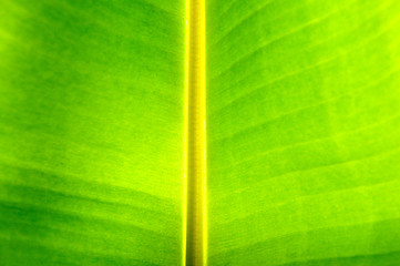 Image showing Banana leaf background 