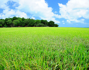 Image showing A photo of a blue sky and a green field 