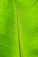 Image showing Banana leaf background 