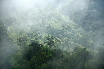 Image showing morning mist cover tree and mountain 