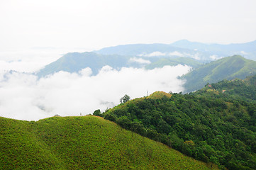 Image showing morning mist cover tree and mountain 