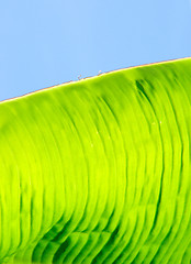 Image showing Banana leaf background 