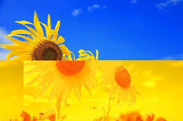 Image showing beautiful sunflowers with blue sky and sunburst 