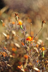 Image showing dry plants on autumnal meadow 