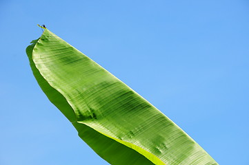 Image showing Banana leaf background 