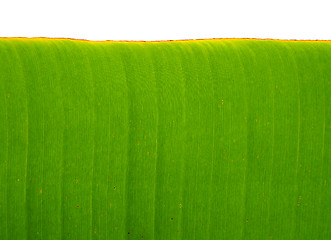 Image showing Banana leaf background 