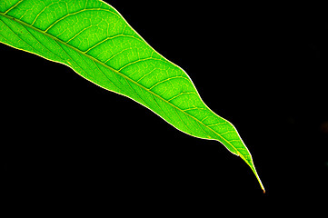 Image showing Green mango leaves isolated on white background 