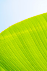 Image showing Banana leaf background 