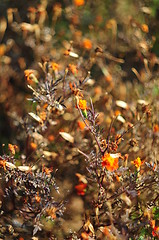 Image showing dry plants on autumnal meadow 