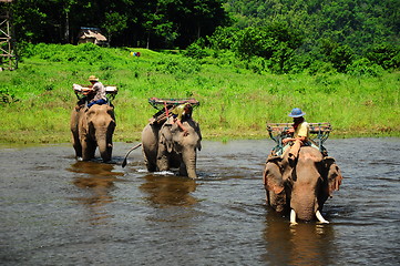 Image showing elephants in Thailand