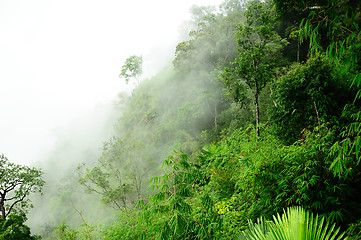 Image showing morning mist cover tree and mountain 