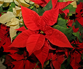 Image showing  poinsettia
