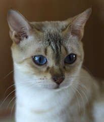 Image showing Cat