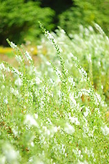 Image showing white flower background 