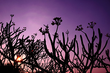 Image showing Frangipani, Plumeria, Templetree,Thai flower 