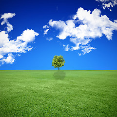 Image showing A photo of a blue sky and a green field 