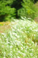 Image showing white flower background 