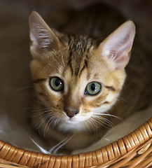 Image showing Kitten