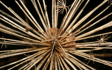 Image showing a dying weed