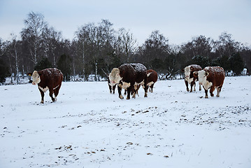 Image showing Cattle in snow