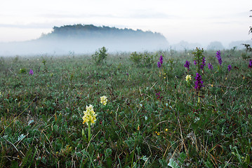 Image showing orchids