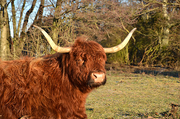 Image showing highland cattle