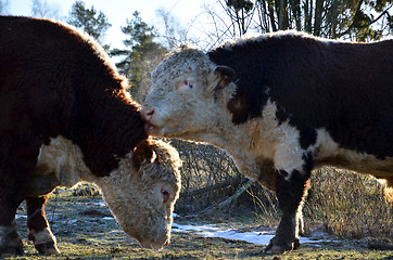 Image showing friendly bulls