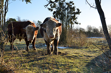 Image showing hereford bulls