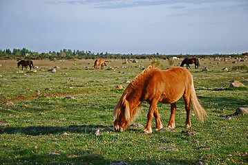 Image showing Grazing horses