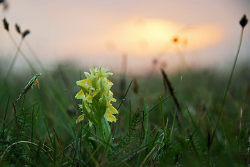 Image showing wild orchid