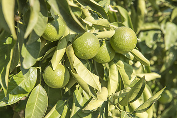 Image showing Green lemon tree