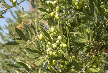 Image showing Greec olives