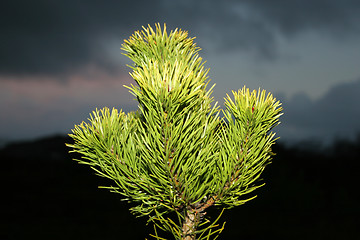 Image showing lone pine tree