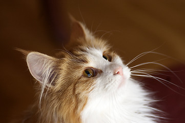 Image showing Cat