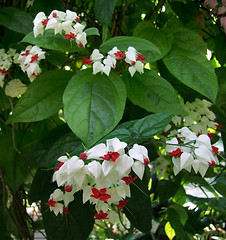 Image showing glorybower flower